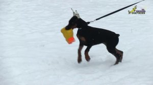 Доберман дрессировка, игра со щенком, как это делать правильно