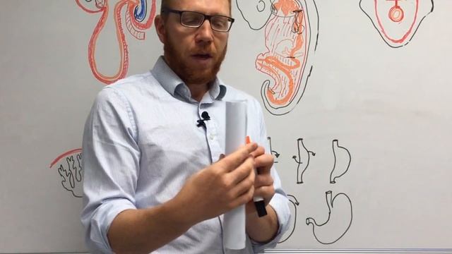 Foregut | Embryology смотреть онлайн