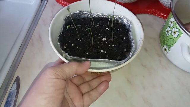 Vlog.Суп гороховый.Котлеты из куринного фарша! Мои цветы болеют!!!