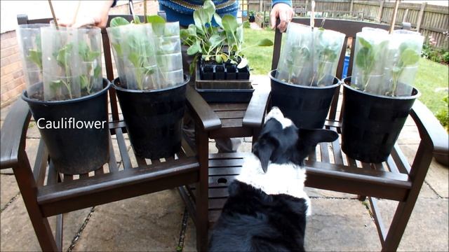 How to grow Brassica's in Pots смотреть онлайн