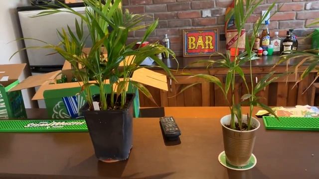 Dypsis Lutescens In Southern Ontario Canada