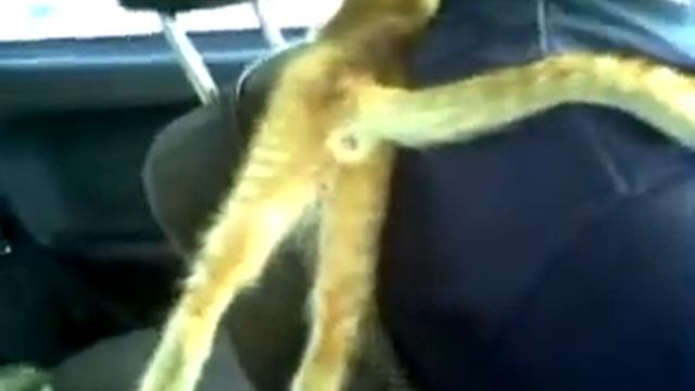 Кот Мося настоящий водитель смотреть онлайн