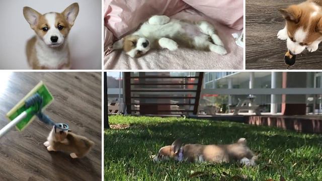 Corgi Puppy growing up | @Princess.the.corgi смотреть онлайн
