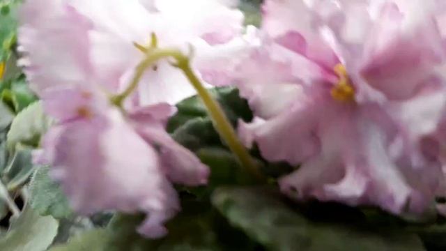ПТ-Мисс Джейн,фиалка. смотреть онлайн