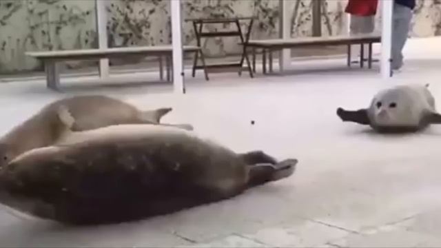 10 minutes of bouncing seals смотреть онлайн