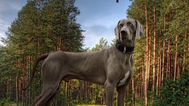 Верные:Когда исчезли все люди смотреть онлайн