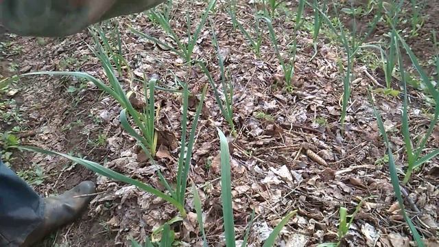 Чеснок под листьями, стоит ли ? смотреть онлайн