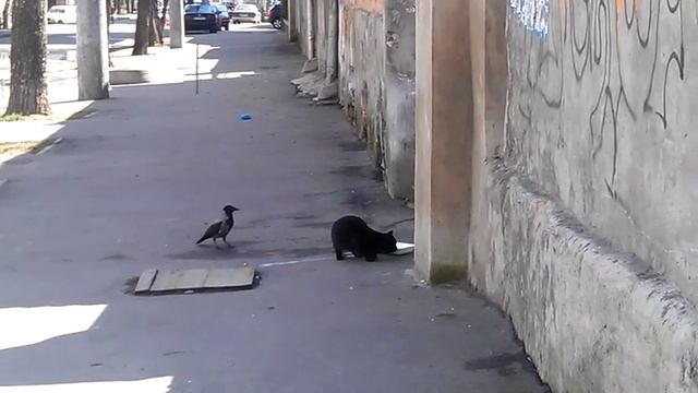 ворона тянет за хвост кошку смотреть онлайн