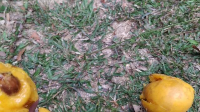 Huge Yellow Mangosteen (Garcinia dulcis) смотреть онлайн