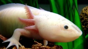 Аксолотль - интересные факты