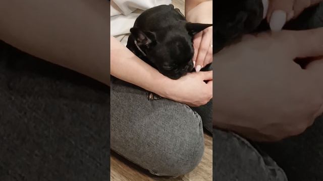 Мама, возьми Купера на ручки.