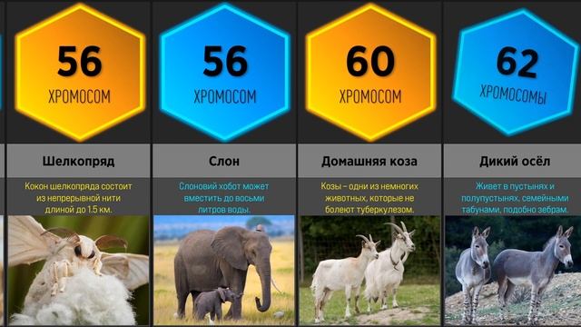 Сравнение: Количество Хромосом смотреть онлайн