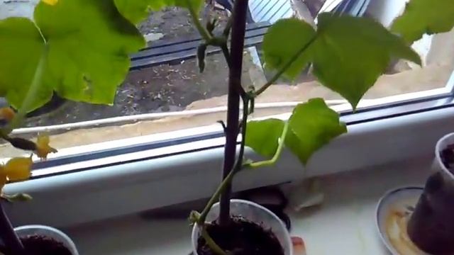 Сломанная ветка ясенелистного клёна смогла распустить почки. смотреть онлайн