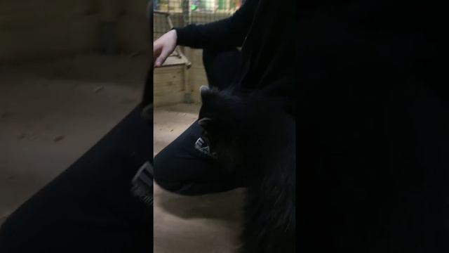 Енот карманник смотреть онлайн