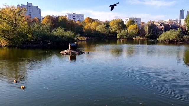 Птицы Московского зоопарка смотреть онлайн