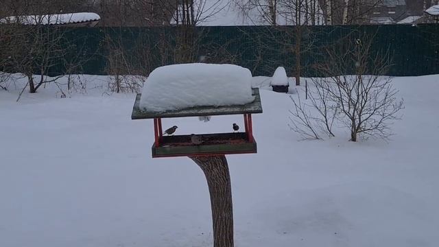 Снегири и синички у кормушки смотреть онлайн
