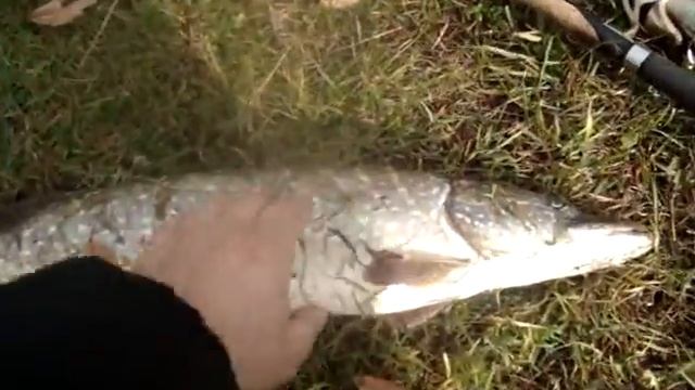 Щука 2,8 кг. на Шерне смотреть онлайн