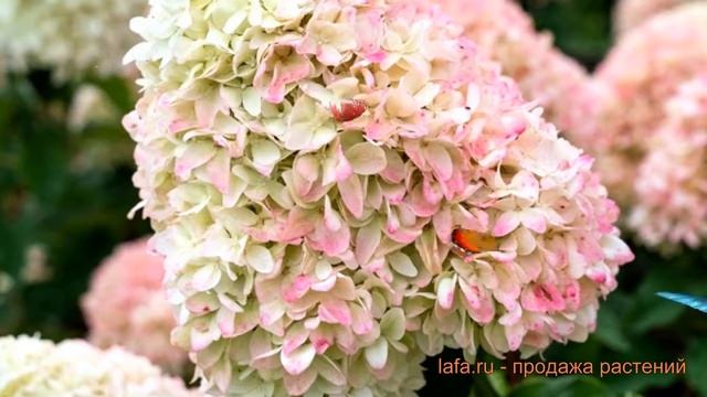 Гортензия метельчатая Саммэ Лав (summer love) ? обзор: как сажать, саженцы гортензии Саммэ Лав смотреть онлайн
