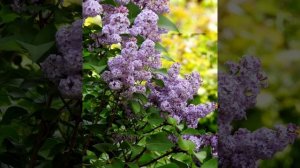 Стихи для воспитателей к 8 марта, читают дети