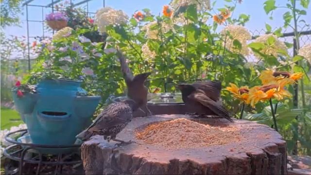 Птичьи споры на кормушке. #birdwatching #birds #shortsvideo #птицы смотреть онлайн