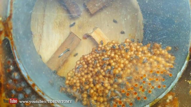 Virgin queen,Fake cell,Queen grafting in stingless bee смотреть онлайн