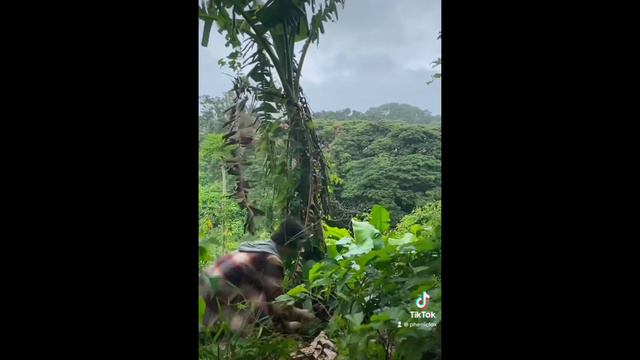 Therian and Quadrobics TikTok Compilation 🐾🍂 || Alterhumans of TikTok #1 смотреть онлайн