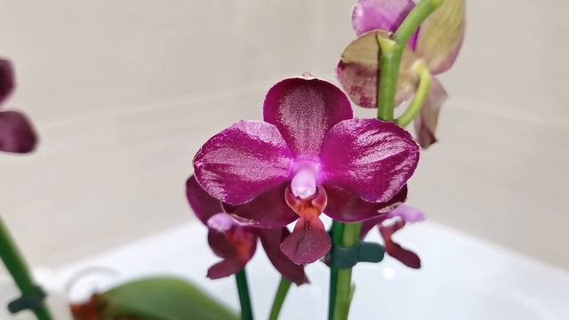 Мои проблемные орхидеи. Пеньки орхидей. Детки на пеньках орхидей фаленопсисов. смотреть онлайн