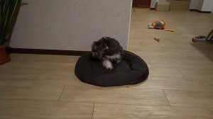 Тайк один дома - 2 возвращение шкодного цвергшнауцера!