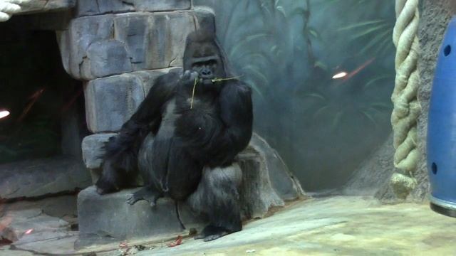 Gorillas in the Moscow Zoo / Гориллы в Московском Зоопарке смотреть онлайн