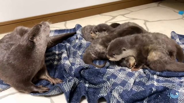 First Time Showing Fish to Baby Otters Drinking Milk смотреть онлайн