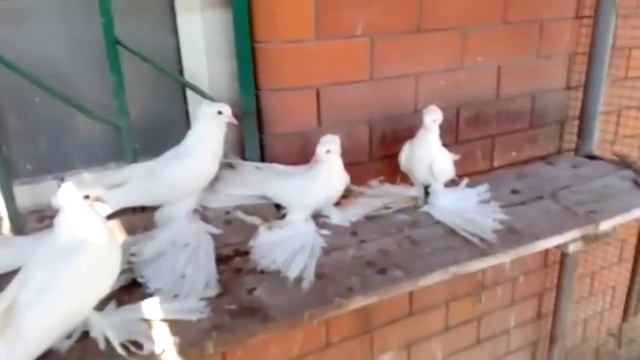 Северокавказские бойные космачи /Nordkaukasischen Tauben(ВЛАДИМИР КОПТЕВ ,г. Курганинск,Россия)