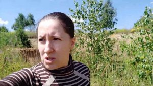 Сбор тысячелистника и получение гидролата