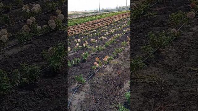 Гортензии в питомнике Веры Глуховой. часть 3 смотреть онлайн