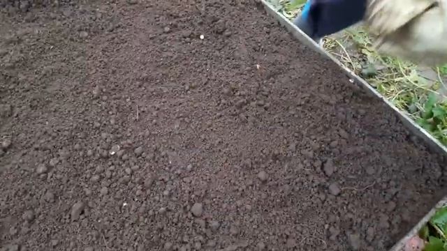 Готовлю грядки осенью. Под грядками-сетка от крота! смотреть онлайн