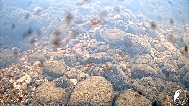 Raķupes zemūdens kamera (Подводная камера в Ракупе) 26.05.19 ~15