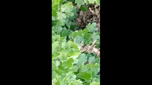 фото блог весна♡♡♡♥︎♥︎🌺🍃🐾 смотреть онлайн