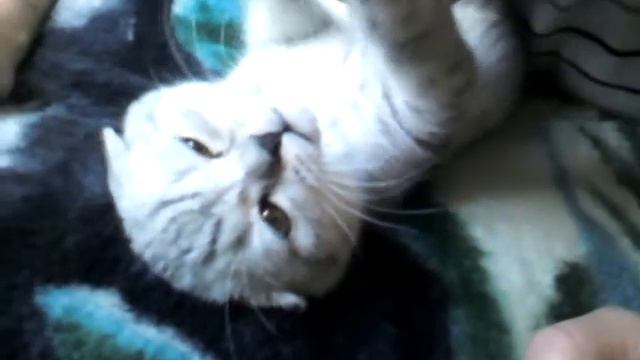 котенок скоттиш-фолд, нежности)))