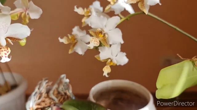 stuartiana var. nobilis и stuartiana x sib sn 7433 от Шайнинг смотреть онлайн