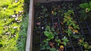 Готовимся к черенкованию с осени! Устройство череночника.