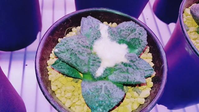 Ariocarpus - Various Types and Species Cactus смотреть онлайн