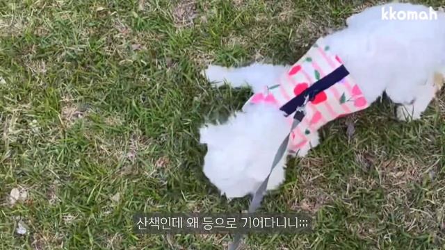 ENG)-10kg 유지하는 5가지 식빵 요리ㅣ초간단 아침 메뉴?살 빠지는 다이어트 레시피 смотреть онлайн