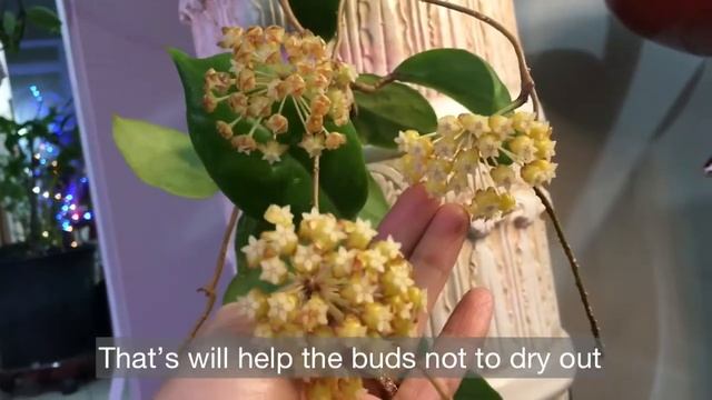 ?? The secret how to care Hoya incrassata blooming flowers Cách chăm sóc Lan cẩm cù ra hoa смотреть онлайн