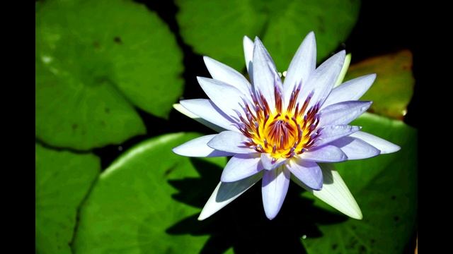 Марина Цветаева "Мне нравится, что Вы больны не мной..." смотреть онлайн