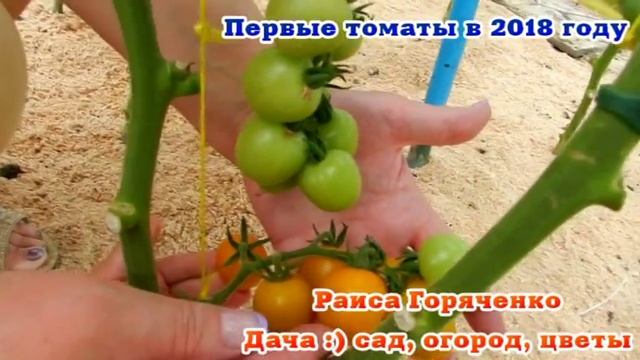 Первые томаты в 2018 году смотреть онлайн