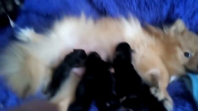 Щенки йоркширского терьера потеряли маму в 2 дневные . смотреть онлайн