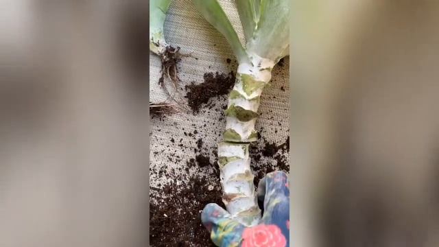 Flapjack paddle plant offsets and new babies in 12 days! смотреть онлайн