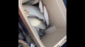 Сиг с лодки. ловля сига летом на удочку.