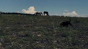 Выезд на водоем//Пушка для заброса приманки//Самодельная пушка в деле//Ловить только трофеев.