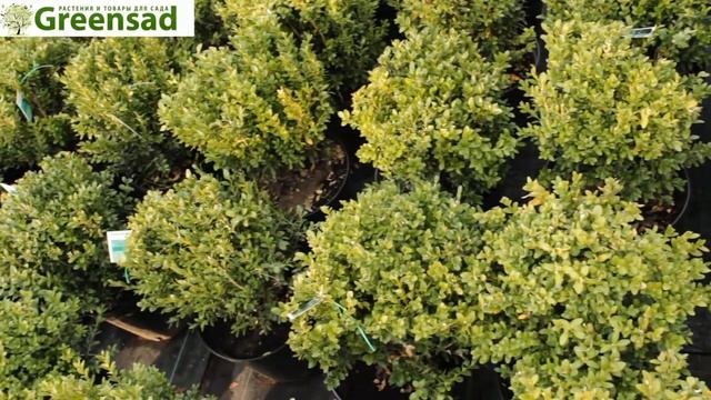 Самшит вечнозелёный - видео-обзор от Greensad