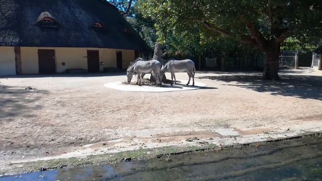 Зебры в зоопарке едят сено смотреть онлайн